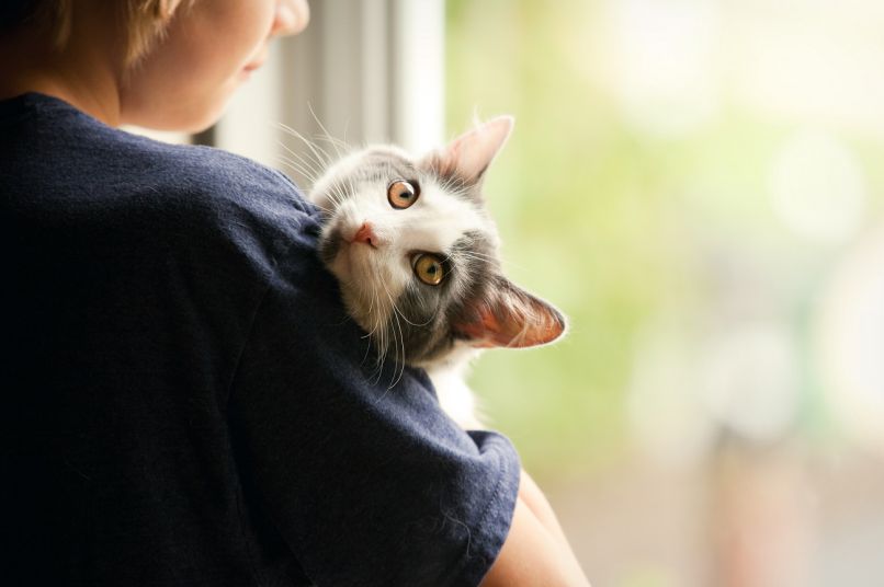 自宅で簡単！猫の遺伝子検査サービス  Pontely（ポンテリー）